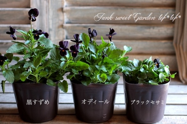 Viola　ビオラ 冬をドラマチックに！ビオラ Viola⠀赤紫の花が咲いた。2025年2