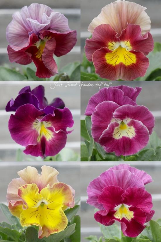 <i>Violawittrockiana </i><BR><BR>ߤȱݤΥӥ<BR>إѥå󥦥֡MIX