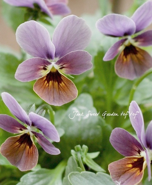 ビオラ410mm チェコ製1958年 中古 ね*し様 最終値下げ！ビオラ チェコ1980年製Antonio Frosli ラ ね*し様