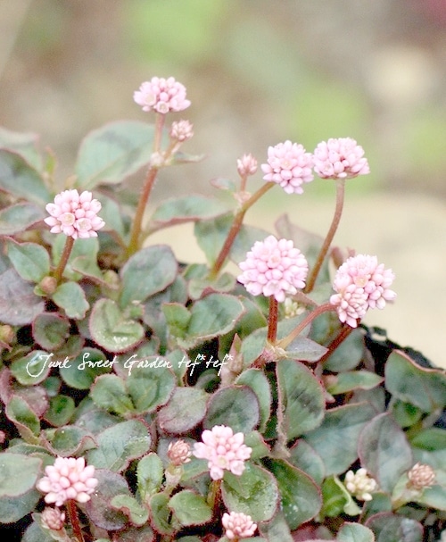 ポリゴナムご相談 ポリゴナム 『ヒメツルソバ』 ぽんぽん桃花 | すべての商品