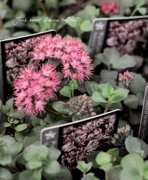 Ƽ�ե����ࡡ�إ��饹�Хߥ��Х��