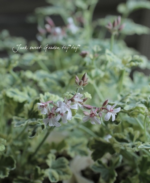 �ʥĥᥰ����˥��ࡡ�إޡ��֥�����