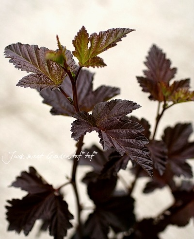 <i>Physocarpus opulifolius</i><BR><BR>Ƽ�����<BR>����ꥫ�ƥޥꥷ��ĥ�<BR>�ع��դǤޤ��