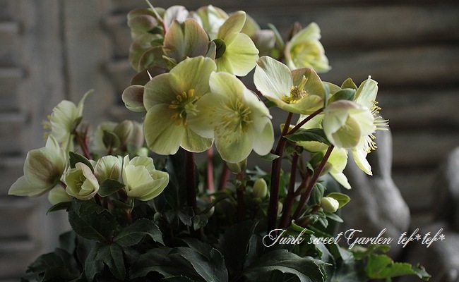 クリスマスローズ 『シナモンスノー』 | すべての商品 | | Junk sweet