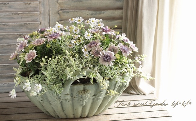 斑入りシレネ ナッキーホワイト すべての商品 Junk Sweet Garden Tef Tef