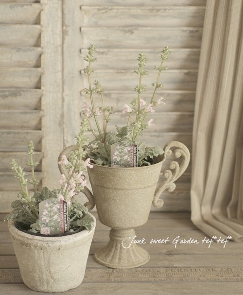 シルバーリーフの宿根サルビア 『タラクサシフォリア』 柑橘系の香り