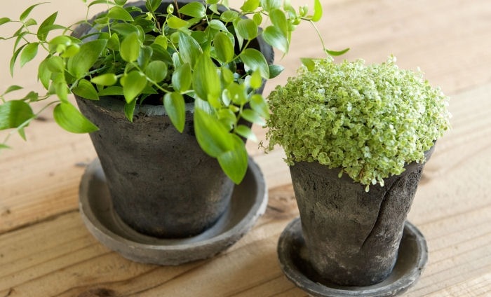 �ڻ��ߡۥ⥹���֥�å����������ݥå� 20cm