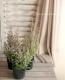 <i>Erica canaliculata</i><BR><BR>����Υᥨ�ꥫ<BR>�إ��ʥꥯ�顼����