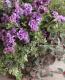 Petuniahybrida<BR><BR>إߥˡȬź餭<BR>ڥ˥<BR>إ֥֥롼