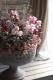 <i>Corokia cotoneaster </i><BR><BR>ȥͥ<BR>إ磻䡼