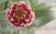 <i>Zinnia haageana</i><BR><BR>ƥʿ礤<BR>˥ƥå<BR>إСǥ