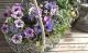 <i>Petunia��hybrida</i><BR><BR>�ڥ���˥����ץ쥸�㡼<BR>�إۥ磻�ȥ�٥������������