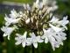 <i>Agapanthus</i><BR><BR>�����ѥ󥵥�<BR>�إ����꡼�ߥ륯��