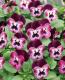 <i>Viola��wittrockiana </i><BR><BR>��⤫�ӥ���<BR>�ؤ襤���⤫��