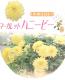 <i>Argyranthemum frutescens</i><BR><BR>�ޡ�����å�<BR>�ϥˡ��ӡ����꡼��<BR>�إ��֥륤��������