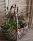 <i>Lysimachia atropurpurea</i><BR><BR>�ꥷ�ޥ���<BR>�إܥ���졼��