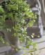 <i>Ficus 'Precious'</i><BR><BR>�ե������إץ쥷�㥹��