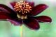 <i>Cosmos atrosanguineus</i><BR><BR>���祳�졼�ȥ����⥹<BR>���祳���������إ��祳���