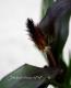 <i>Pennisetum glaucum</i><BR><BR>�����ӡ������ʥ�󥿥�ߥ�å�<BR>�إѡ��ץ�ޥ������ƥ���