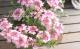 <i>Verbena spp. </i><BR><BR>���ܷϥС��٥ʡ���ʥ�<BR>�إĥ���������