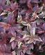 <i>Leucothoe axillaris</i><BR><BR>���������Υ���ʥ�ƥ�<BR>�إȥꥫ�顼��