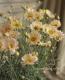 Argyranthemum frutescens<BR>��Spring Bouquet��<BR><BR>���Ѥ�ꤹ��ޡ�����åȡ�<BR>�إ��ץ�󥰥֡�����