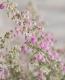 Erica <BR>chamissonis<BR><BR>���ꥫ �إ���ߥ��˥���
