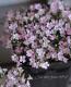 Gypsophila<BR><BR>Ѵνɺ<BR>ɺߥ<BR>إϥԥͥԥ󥯡