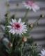 Argyranthemum frutescens<BR><BR>���֥餵��Υޡ�����å�<BR>�Υ������꡼��<BR>�ؤ�����������