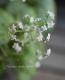 Brunnera macrophylla<BR>��Mr.Morse��<BR><BR>�����Ǥ��ĥ֥��ͥ�<BR>�إߥ������⡼����
