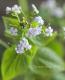 Brunnera macrophylla<BR>��Jennifer��<BR><BR>�����Ǥ��ĥ֥��ͥ�<BR>�إ����˥ե�����