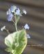 Brunnera macrophylla<BR>��Hadspen Cream��<BR><BR>�����Ǥ��ĥ֥��ͥ�<BR>�إϥɥ��ڥ󥯥꡼���