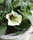 Petunia��hybrida<BR><BR>��߷������Ρ��ڥ���˥����ץ쥸�㡼<BR>�إ��ץ����Ρ�