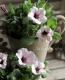 Petunia��hybrida<BR><BR>��߷������Ρ��ڥ���˥����ץ쥸�㡼<BR>�إۥ磻�ȥ�饢���ѥƥ�����