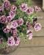 Petuniahybrida<BR><BR>إߥˡȬź餭<BR>ڥ˥<BR>إ֥֥롼
