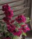 <i>Verbena</i><BR><BR>���ؽɺ��С��٥�<BR>����ץ쥹�إС�����ǥ���