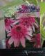 Echinacea<BR><BR>Ȭ�ź餭�����ʥ���<BR>�إԥ󥯥�����٥åȡ�<BR>�����äѤʤ�OK!