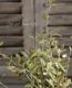 Corokia cotoneaster <BR><BR>���꡼�֤Τ褦���դäѡ�<BR>���������������ꥪ�꡼�֥꡼�ա�