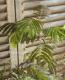 Albizia julibrissin<BR><BR>Ƽ�եͥ�Υ��إ١�����ϡ�