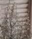 <i>Corokia cotoneaster </i><BR><BR>ȥͥ<BR>إ磻䡼