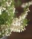 <i>Calluna vulgaris</i><BR><BR>Ȭź餭롼<BR>֥륬ꥹ<BR>إۥ磻ȡ