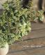 <i>Origanum majorana</i><BR><BR>������إ������ȥޥ������