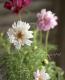 <i>Cosmos bipinnatus</i><BR><BR>�����⥹�إ��֥륯��å���<BR>����MIX