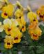 <i>Viola��wittrockiana </i><BR><BR>���󥸥��󥿤���Υץ�ߥ���ӥ��顪<BR>�ǥ����������إ���������