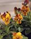 <i>Viola��wittrockiana </i><BR><BR>�����ɥӥ���<BR>�إ����ȥС����ȥ���������