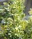 <i>Jasminum humile</i><BR><BR>���㥹�ߥʥ��������ꥭ������<BR>�إ��������Х��ե饤��