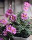 <i>Brachyscome angustifolia </i><BR><BR>�ɺ��֥饭����<BR>�إ�����å����