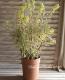 <i>Euphorbia x martinii</i><BR><BR>�桼�ե���ӥ�<BR>�إ�����ǥ�쥤��ܡ���