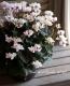 <i>Cyclamen persicum Mill</i><BR><BR>Ȭ�ź餭��������<BR>�褬���꡼��<BR>�إ��꡼��ƥ������