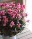 <i>Cyclamen persicum Mill</i><BR><BR>Ȭ�ź餭��������<BR>�إե����꡼�ԥ��١�No.1